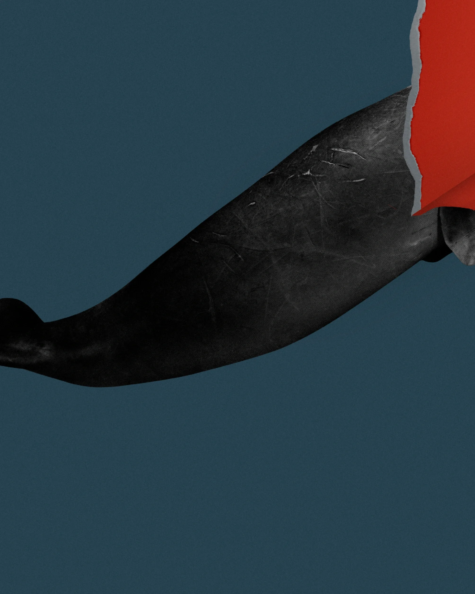What Does a Decapitated Dugong Tell Us?